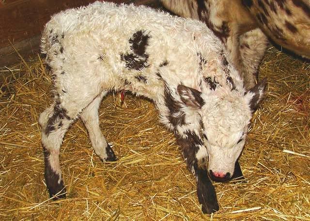 Today's Additions - Cattle