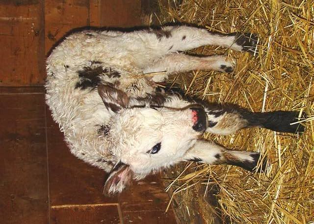 Today's Additions - Cattle