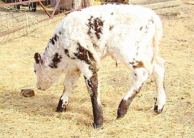 Today's Additions - Cattle