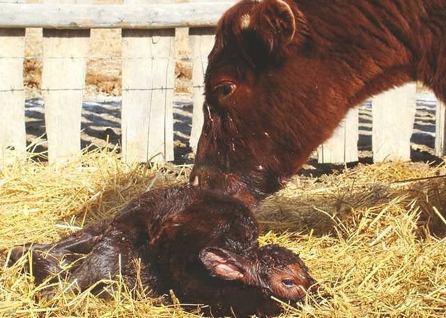 Today's Additions - Cattle