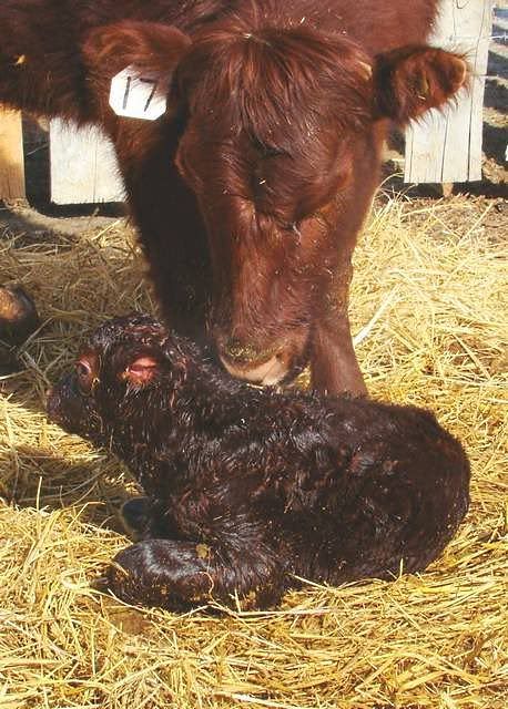 Today's Additions - Cattle