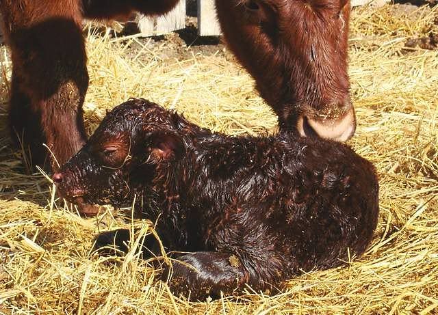 Today's Additions - Cattle