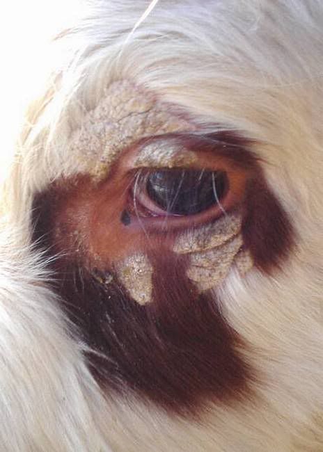 bald patches on 2.5m calf - Cattle