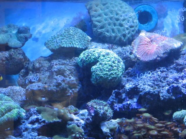 IMG_1175.jpg