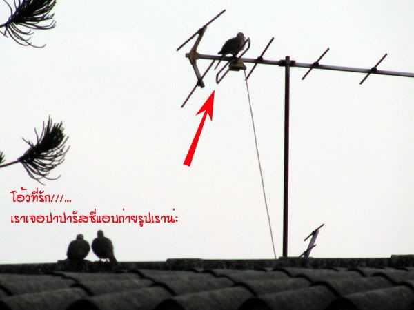 รูปภาพ