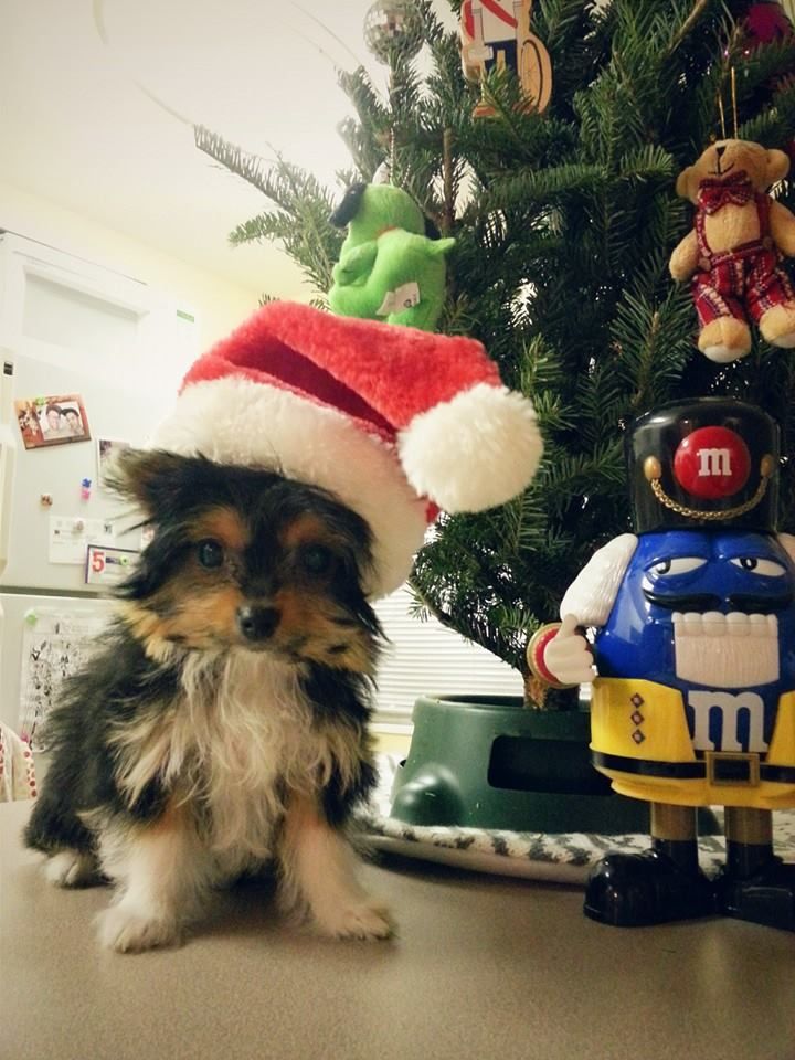 baxter_christmas1_zps2af43a15.jpg