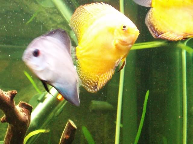 yelow.jpg