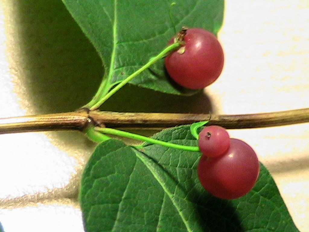 Hedge, opposite smooth leaves, red berries