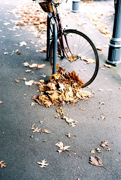 bike-leaves.jpg picture by trashrats