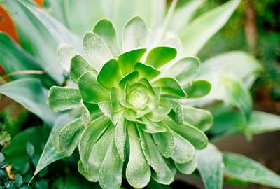 green-succulent.jpg picture by trashrats