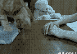 gif-cat-girl-hand.gif