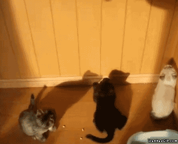 gif-cats-jumping-shadow.gif