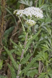 Yarrow Pictures, Images and Photos