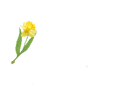 Hello daffodil