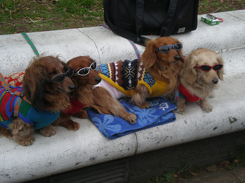 japan242.png image by jackiejapan