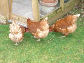 hens002-1.jpg