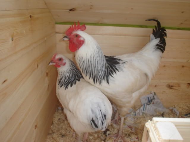 lightsussexhens003.jpg