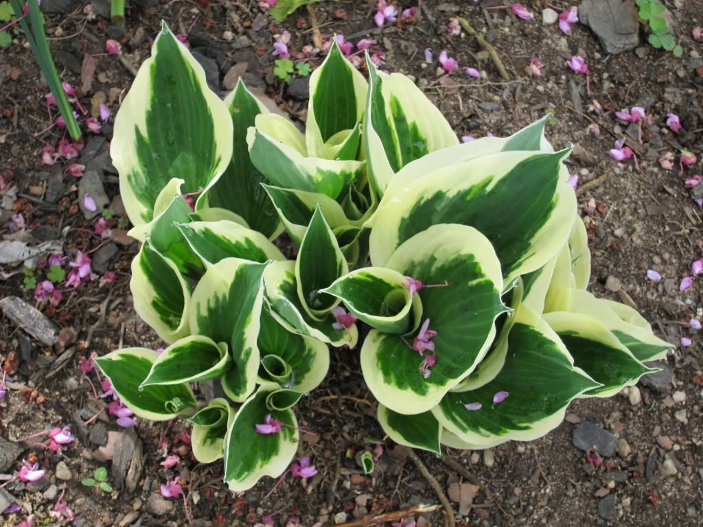 Hosta Patriot