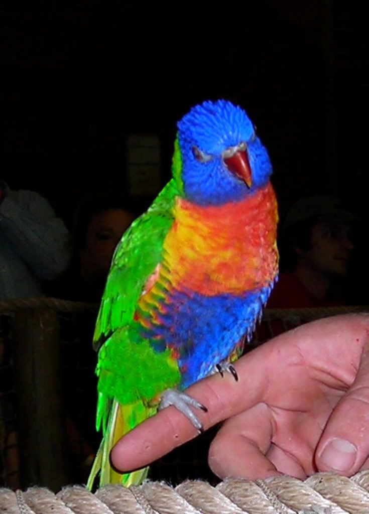 parrot1.jpg