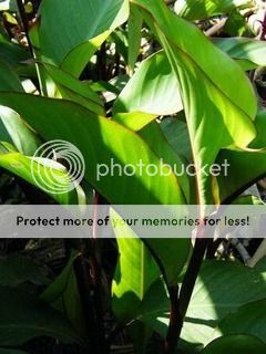 10 Dark Red canna lily seeds, not plant, flower, pond  