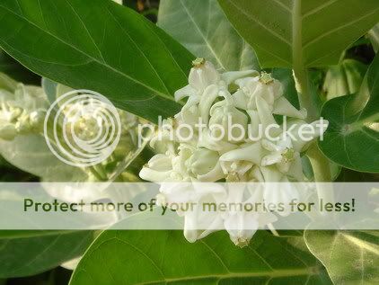 Description  Crown Flower, Giant Indian Milkweed, Gigantic Swallow 