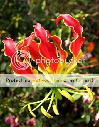 Gloriosa Superba Linn 3 Bulbs Glory Lily Flame Lily