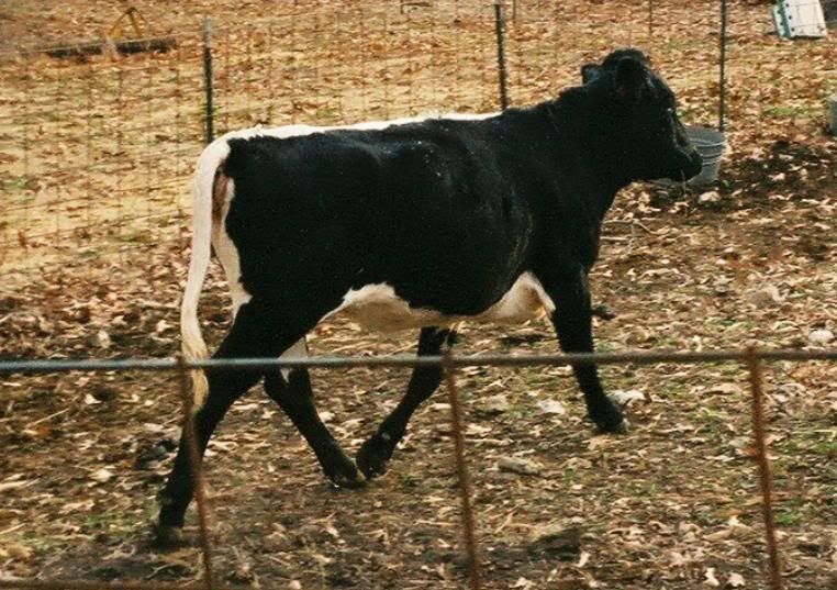 Skunk Cow Photo by Lorabug29 | Photobucket