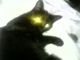 Satanic cat