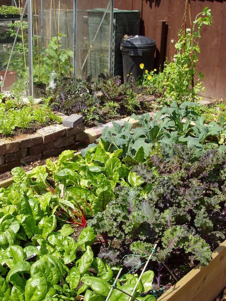raisedbed.jpg